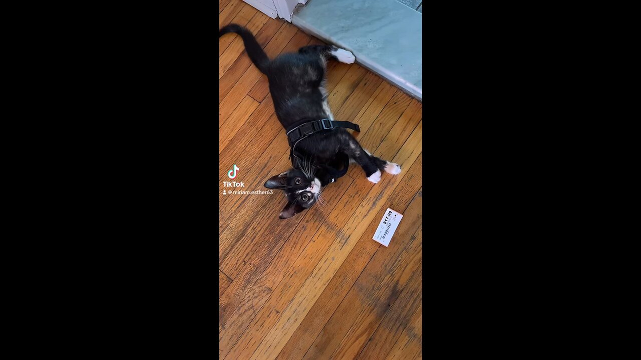 Onyx first time wearing a harness