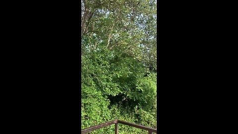 African Natural vegetation