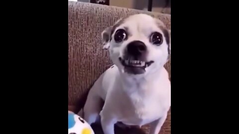 Funny doggy