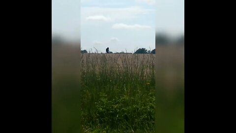 !!!BIGFOOT!!!! SIGHTED IN N.C.!!!! 4/30/22