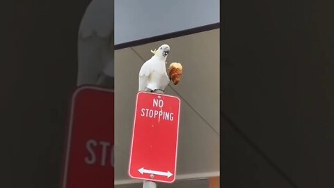 - sooooo cute ❤️ #shorts #animallovers #Tiktok