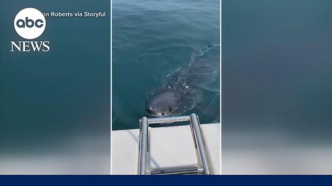 Study finds shark populations increasing|News Empire ✅