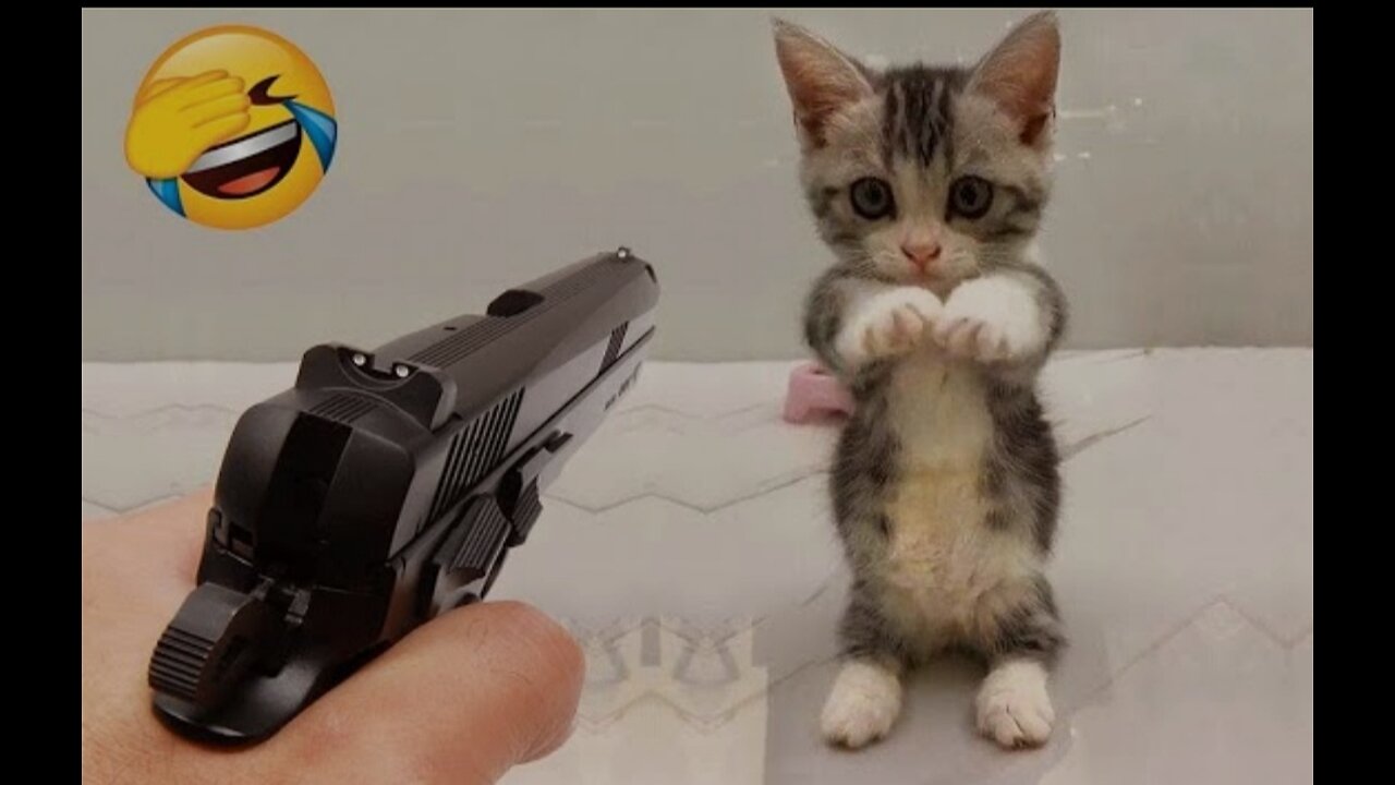 Cats and dogs very funny video 😆ðŸ¤ðŸ˜†.