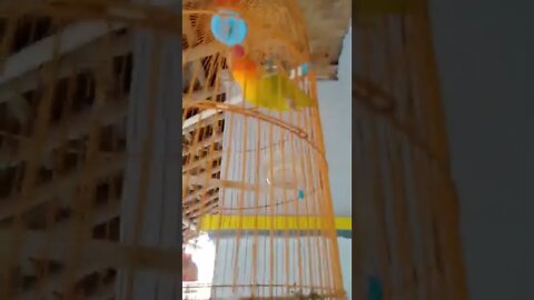 Lovebird tetap tidak mahu berkicau