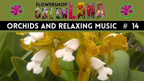 CHORDS OF HARMONY |100 ORCHIDS TO THE SOUND OF RELAXING MUSIC | # 14