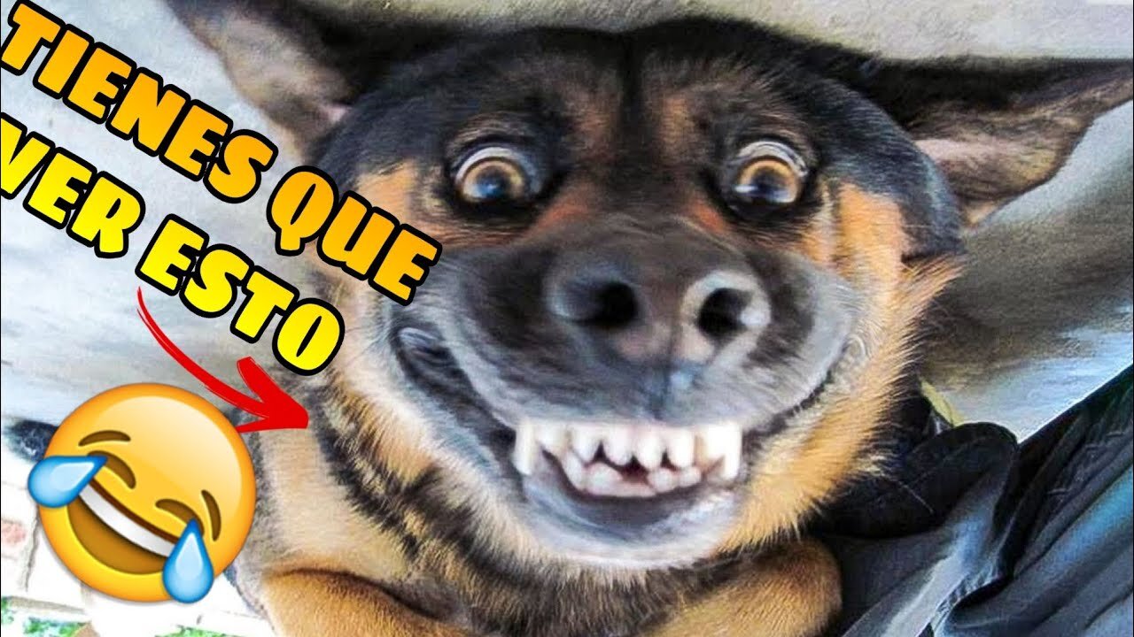 funniest Animal video 2023 😁 Best funny cats & Dog videos