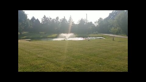 Peso and Farzi in Slow Motion! 7.5 week old mallard flight to pond.