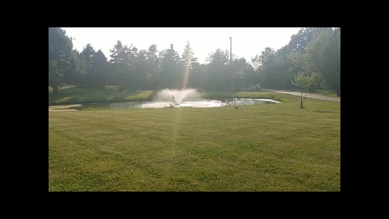 Peso and Farzi in Slow Motion! 7.5 week old mallard flight to pond.