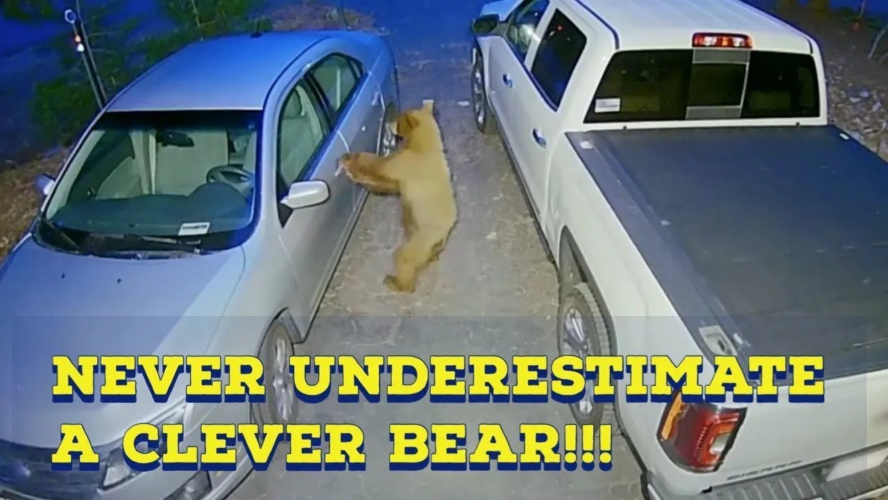 Ring Video Cameras Catching Animals doing Funny Things