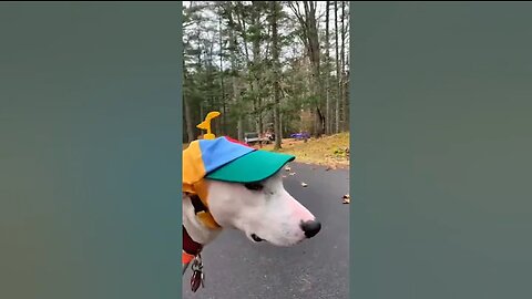Try not to laugh Funny animals