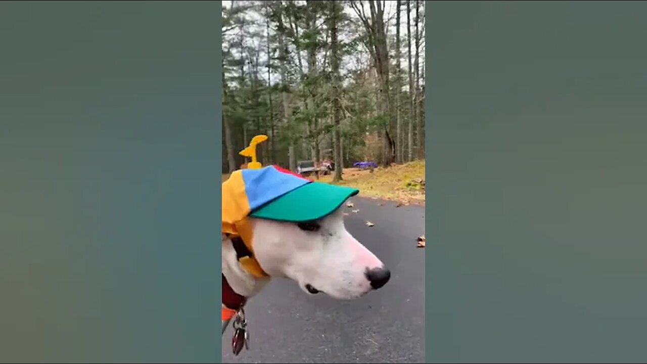 Try not to laugh Funny animals