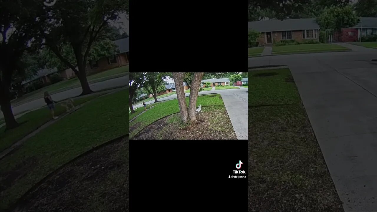 Tripping with My Doggies