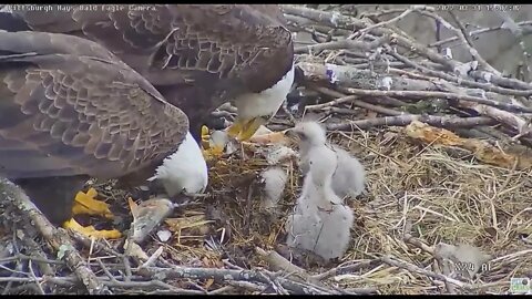 Hays Bald Eagles Dad brings in redhorse sucker fish, but mom prefers throwing nest material on H18