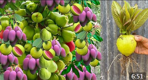 Growing Gurva with Mango fruit technique New Quick And lots