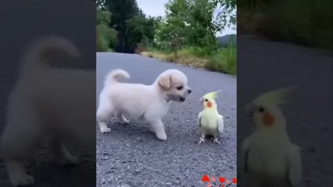 FUNNY ANIMALS #short
