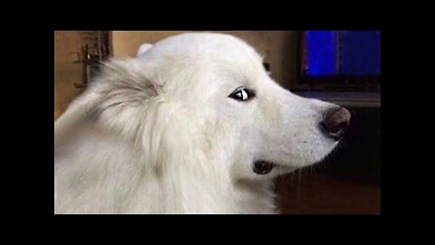 Only DOGS can make us SUPER HAPPY and LAUGH - FUNNY DOG Videos