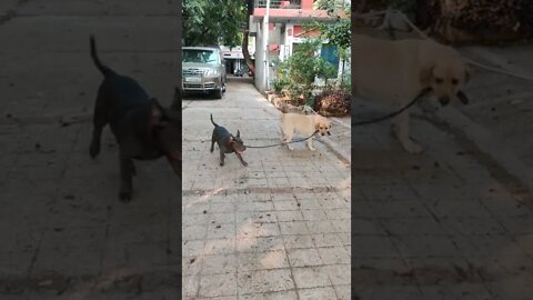 Puppy Love #shorts #dogs #cutedog #puppy #live