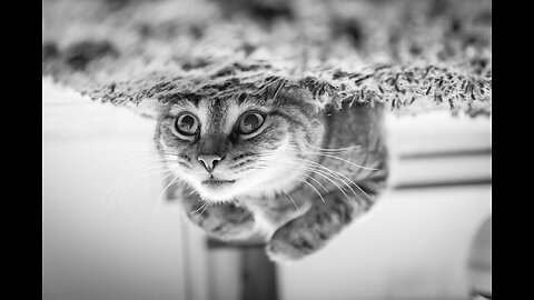 #CuteBabyAnimals #Funny #daily #Shorts #amushorts #rumble C089
