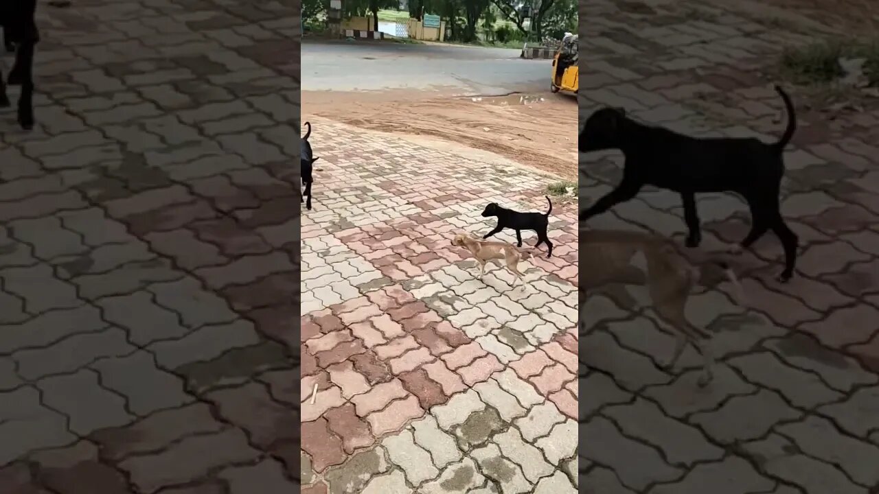 Puppy hungry and searching mother,#shorts,#puppy,puppyhungry,#cutepuppy,#smalldog,#dog