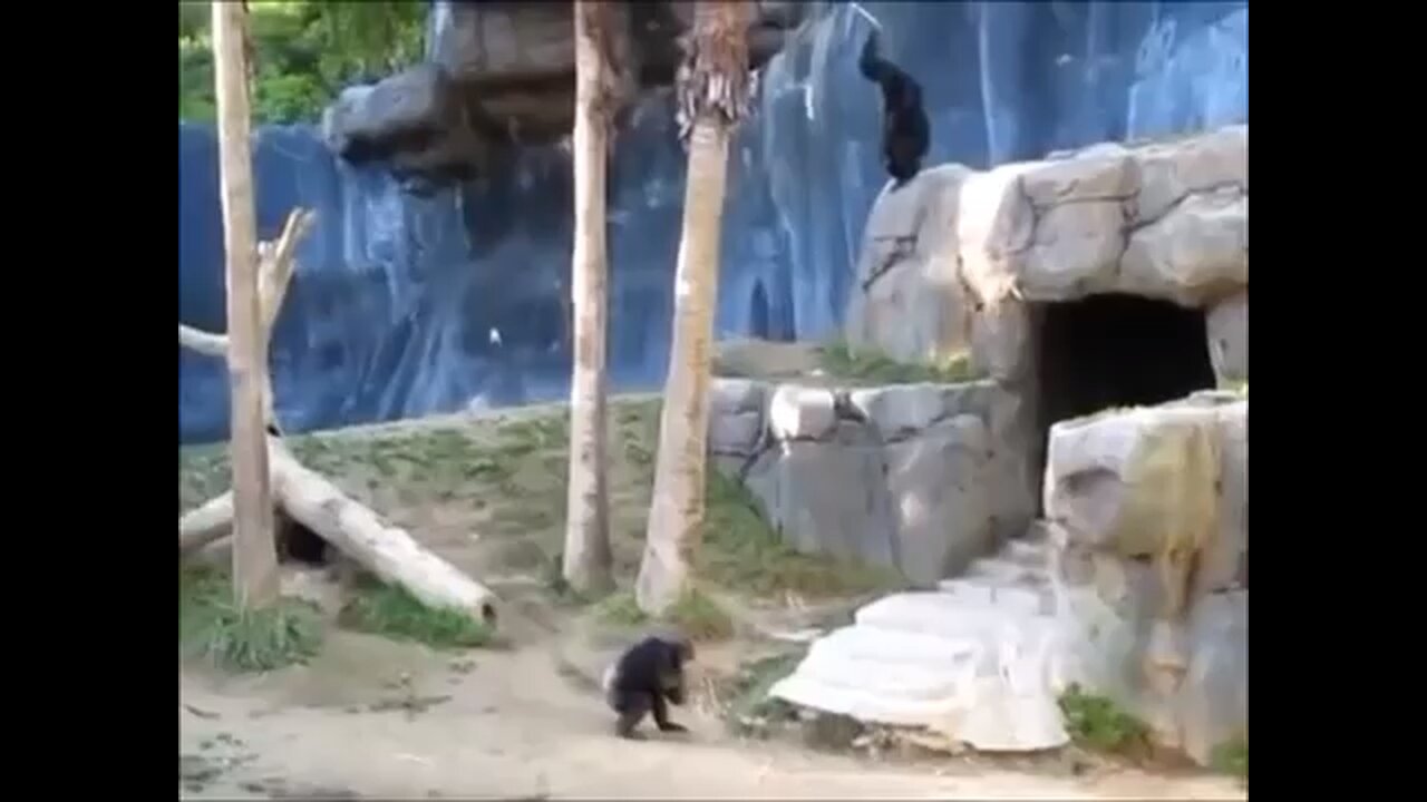 Not mine but monke battle