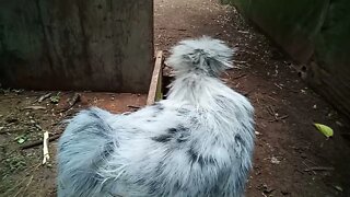 Silkie rooster splash 18th September