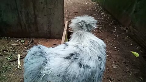 Silkie rooster splash 18th September