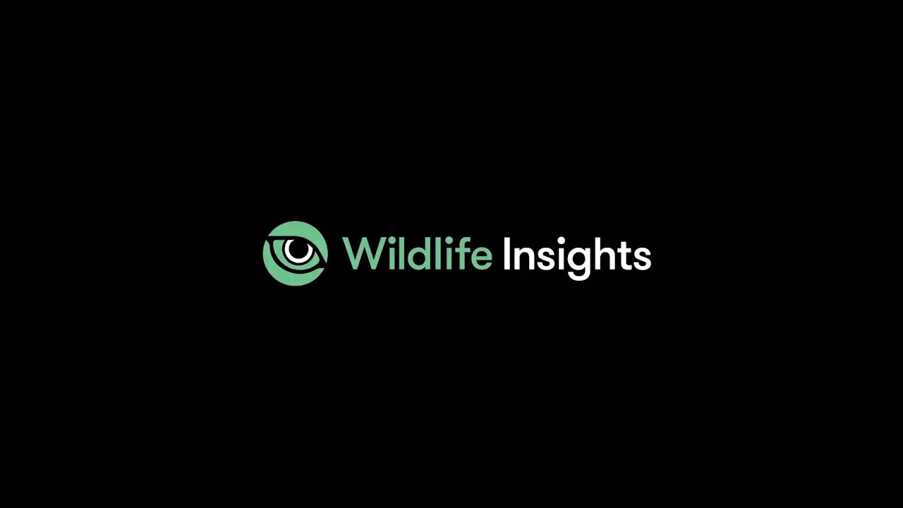 Wildlife Insights: Saving Biodiversity with Tech and AI