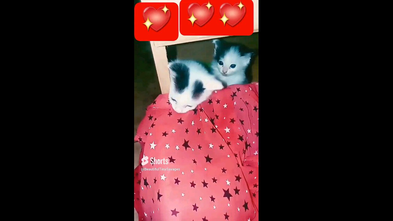 "Twinkle Twinkle Little Kittens"If I Can't Have You ✨✨😻💖💕🧸🎼🎶