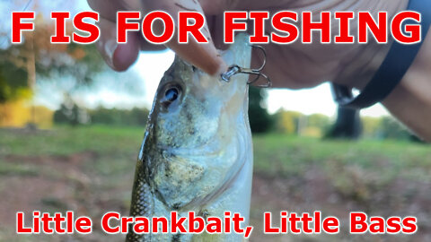 Little Crankbait, Little Bass