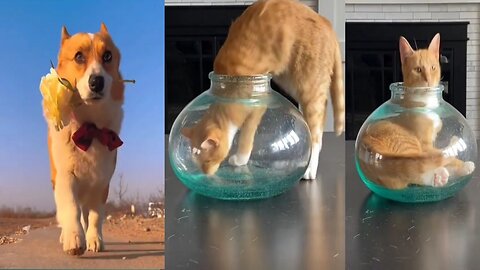 Funny cats in the world 2