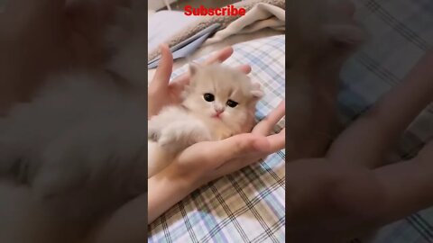 So Cute animal Cat in side side hands 😽😻|| #shorts #shortsfeed #youtubepets_&_animals