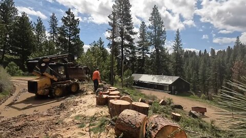 Downed tree from wicked storm