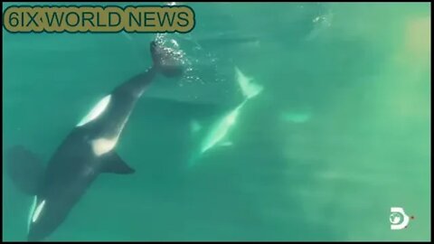 Killer whales hunt great white shark, eats its liver