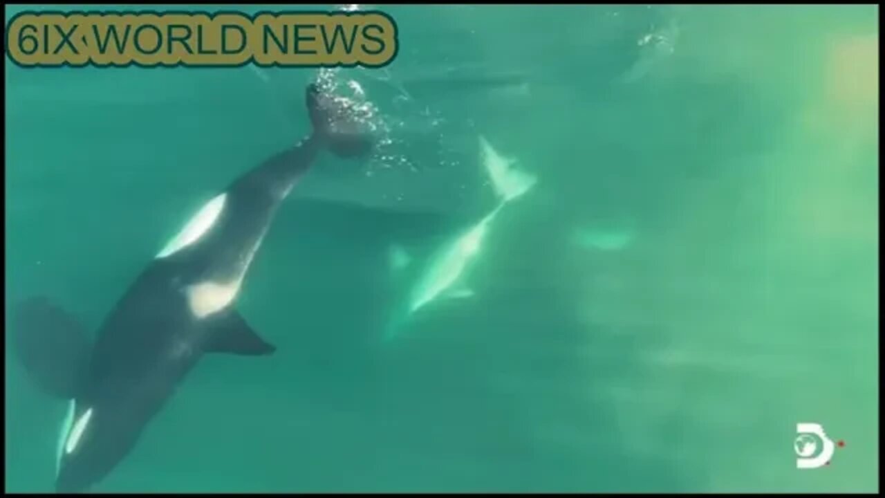 Killer whales hunt great white shark, eats its liver