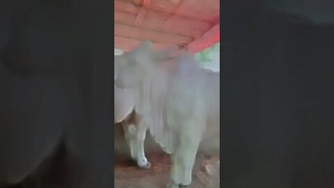 Heavy Bull White: The Powerhouse of Refreshment! #cattlefarm #animals #farmlife #bullpower #cow