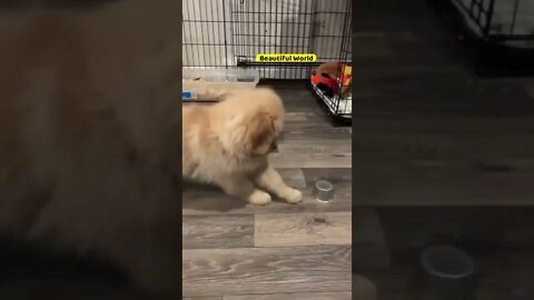 A Cute puppy playing with his bowl🐶🥰 #shorts #puppy