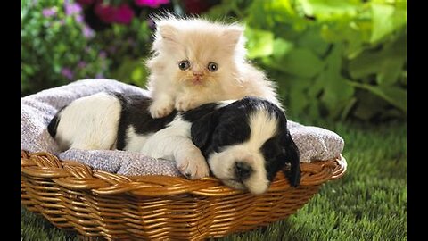 Funny animals-funny cats and dosgs - funny animals video 2023 part#3