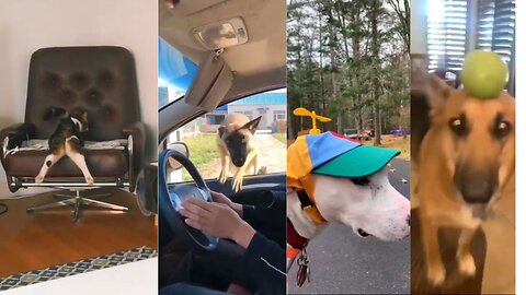 Dogs & Cats Funny Moments🤣Try Not To Laugh🤣Funny Animals Shorts🤣