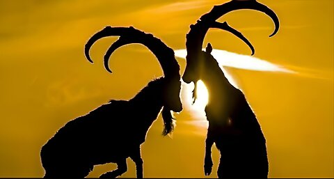 MARKHOR IN CHITRALI MYTHOLOGY ||SHORT DOCUMENTARY