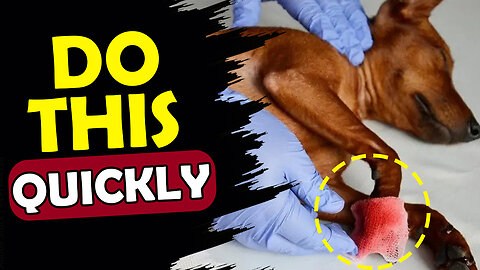 WHAT TO DO IF YOUR DOGS PAW PAD IS RIPPED ? (#2 is must do thing)