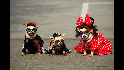 Funniest Animals - Best Of The 2021 Funny Animal