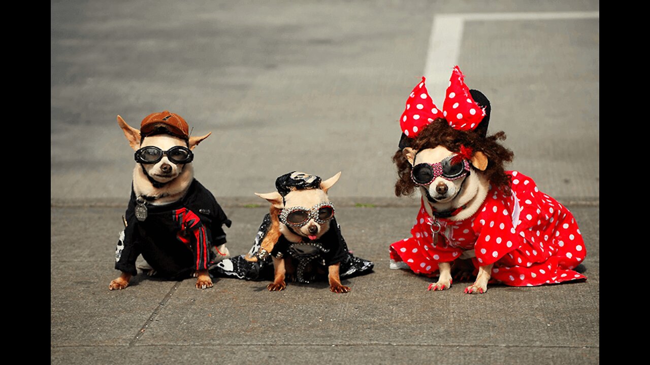 Funniest Animals - Best Of The 2021 Funny Animal