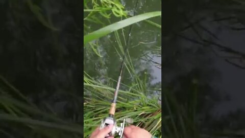 He Came In Like Thunder!