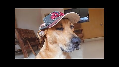 Funny Dogs And Cats Videos 2024 😅 Best Funniest Animal Videos of June