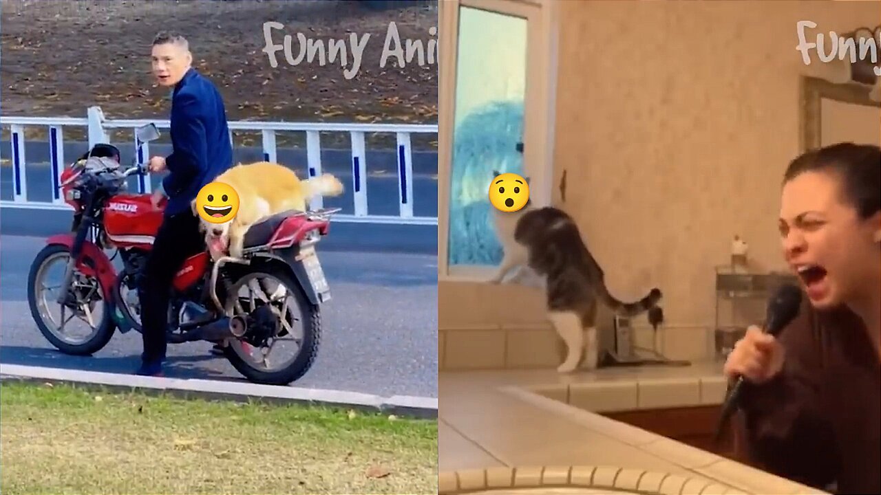 Dog and fight cat.. Funny🤣😝