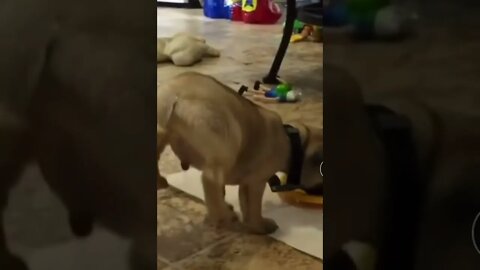 #animalsfunnyshorts #shorts #tiktok #tiktokvideo