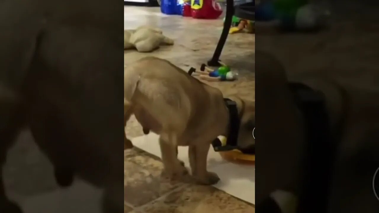 #animalsfunnyshorts #shorts #tiktok #tiktokvideo