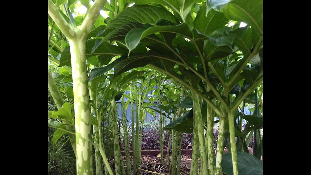 Wild Edible - Elephant Foot Yam