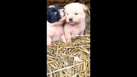 Cute puppy videos funny animals videos two puppy puppy videos