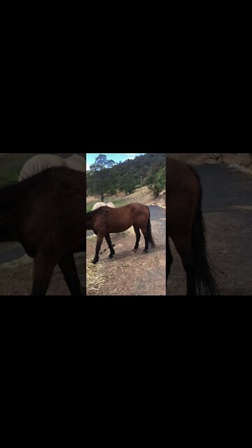 Two brumbies eating hay